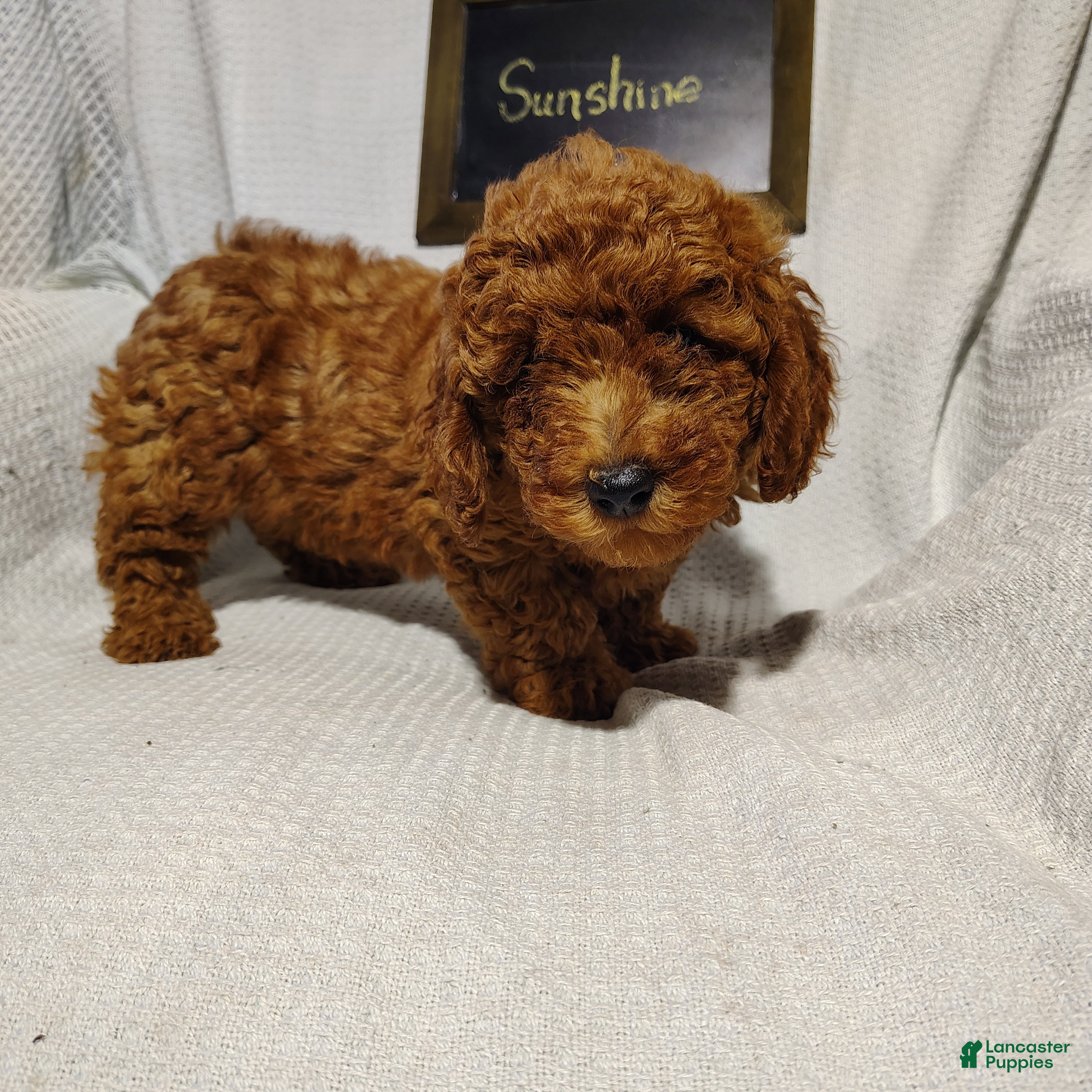 Mini Goldendoodle dogs for sale: Sunshine - Ad 4