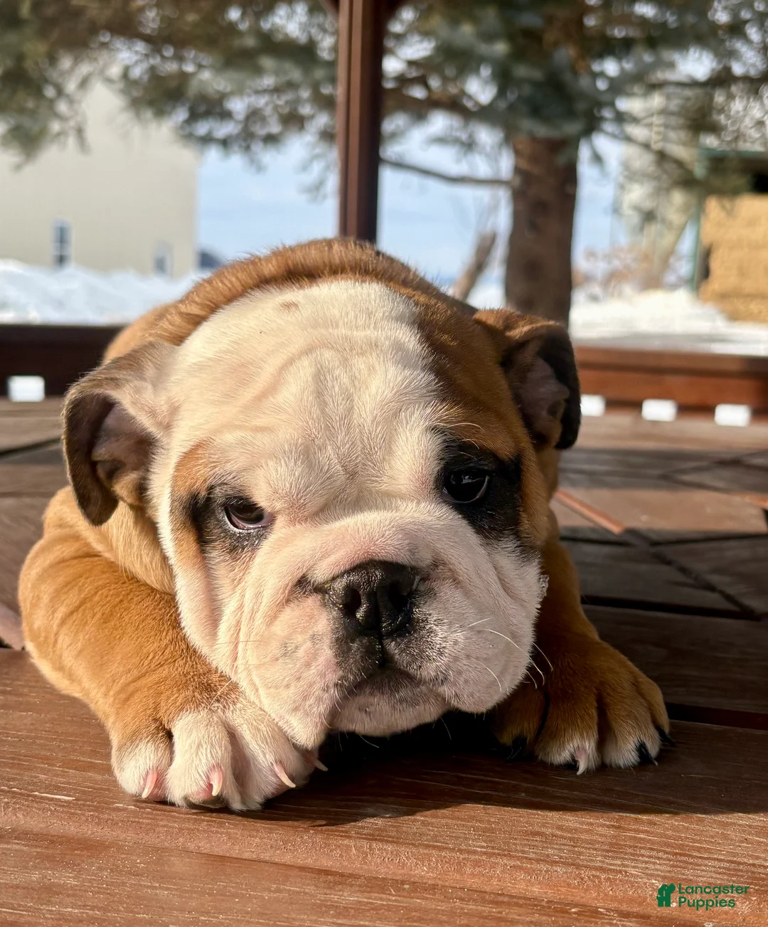 English Bulldog dogs for sale: Skye - Ad 7