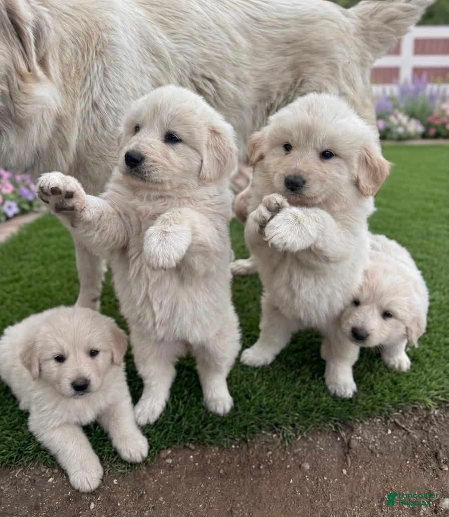 Mixed Breed dogs Mixed Breed Puppy 4 - Ad 41