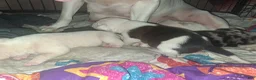 American Pit Bull Terrier dogs for sale: Kimbo Slice - Ad 7