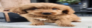 Mini Goldendoodle 2