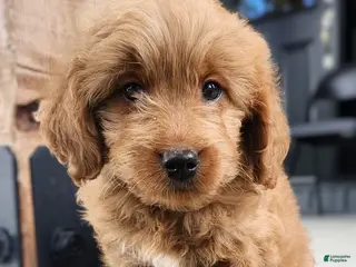 Mini Goldendoodle dogs for sale: Mini Goldendoodle 2 - Ad 1