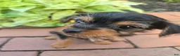 Yorkshire Terrier dogs for sale: Teacup Cherry - Ad 5