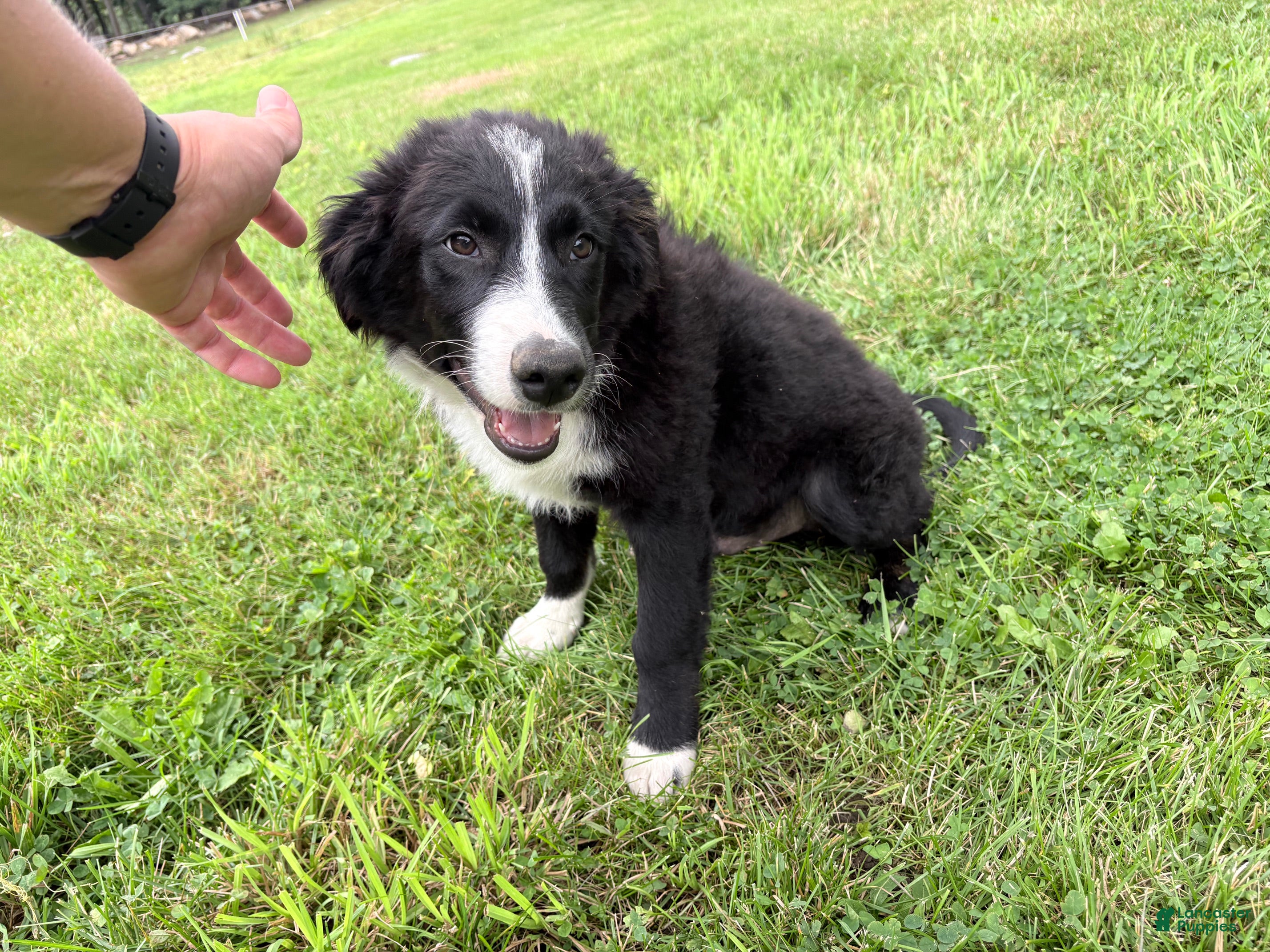 Australian Shepherd dogs Shiloh - Ad 1