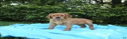 Miniature Golden Retriever dogs for sale: Charlotte - Ad 3