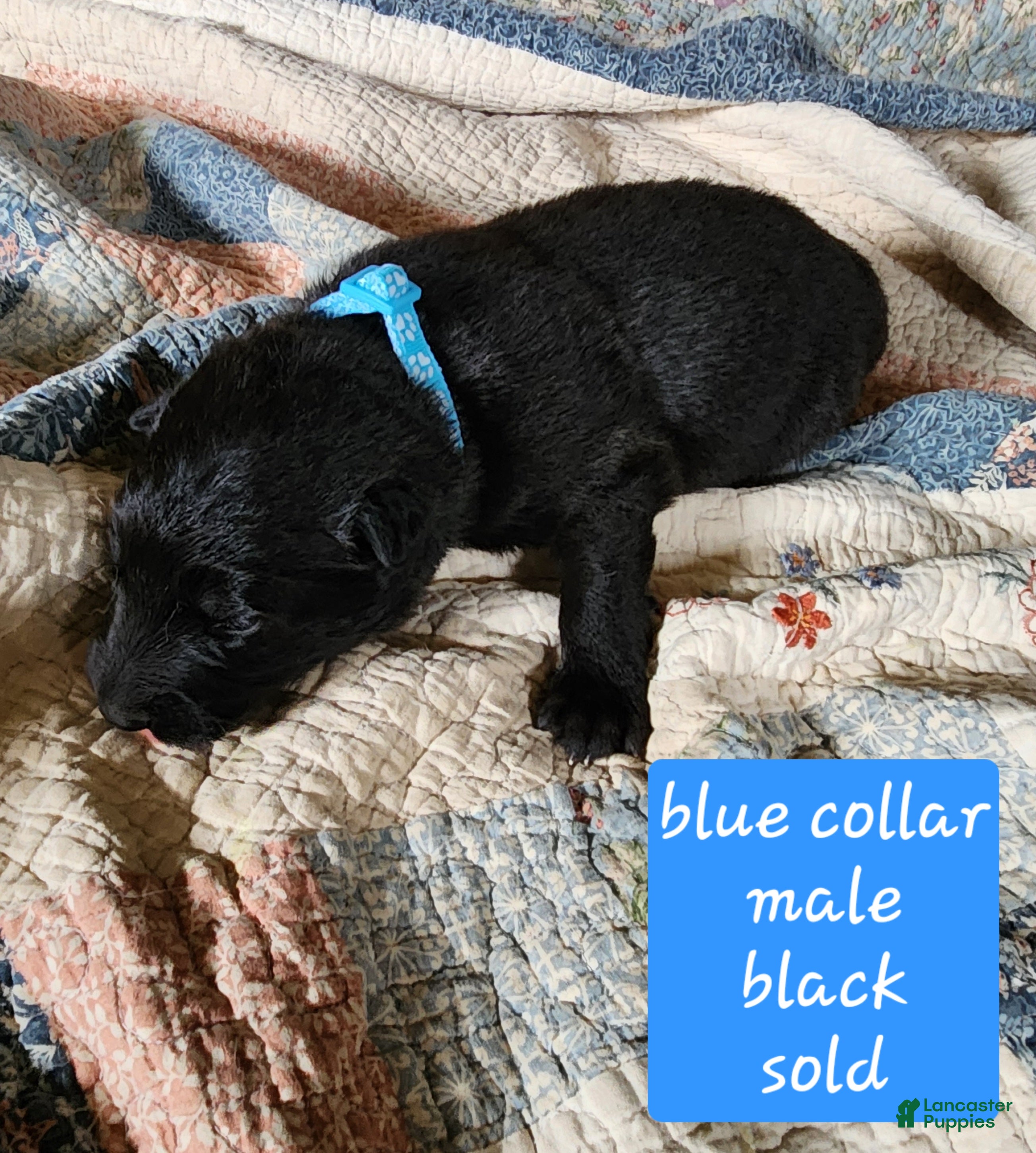 German Shepherd dogs Blue collar - Ad 2
