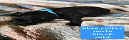German Shepherd dogs for sale: Blue collar - Ad 2