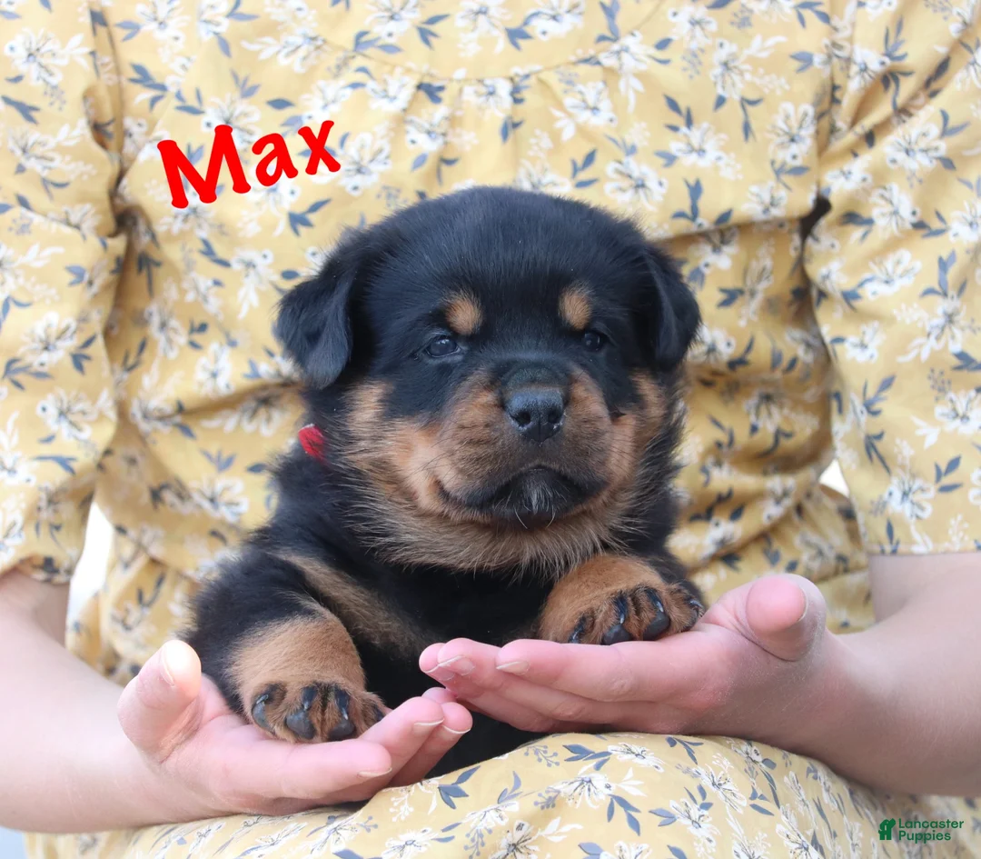 Rottweiler dogs for sale: Max - Ad 1