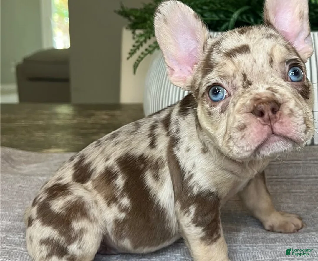 French Bulldog dogs for sale: Blaine - Ad 3