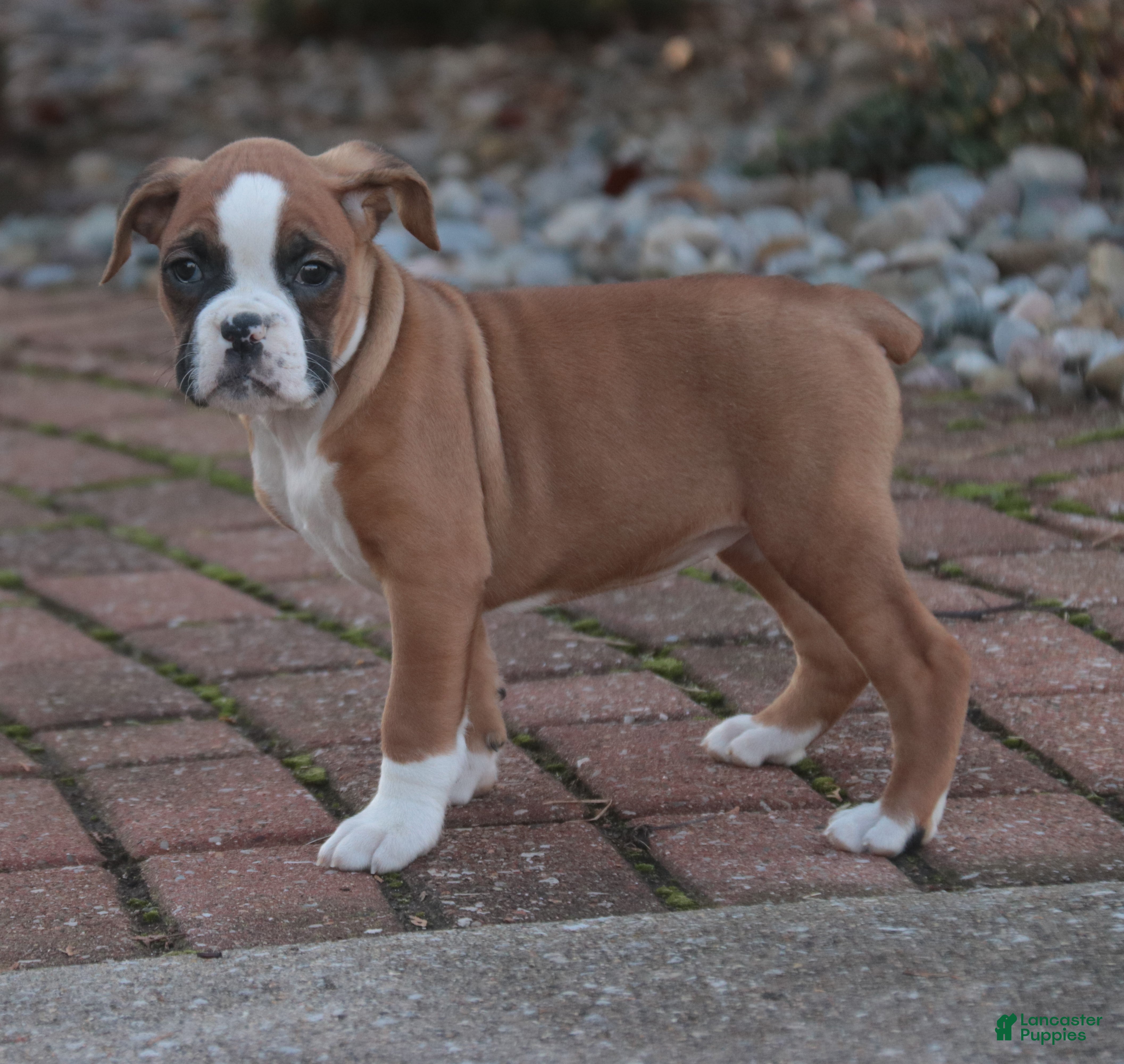 Boxer dogs Elsie - Ad 2
