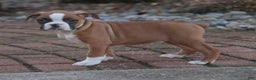 Boxer dogs for sale: Elsie - Ad 2