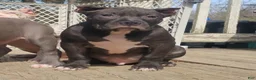 American Bully dogs for sale: American Bully Puppy 1 - Ad 17