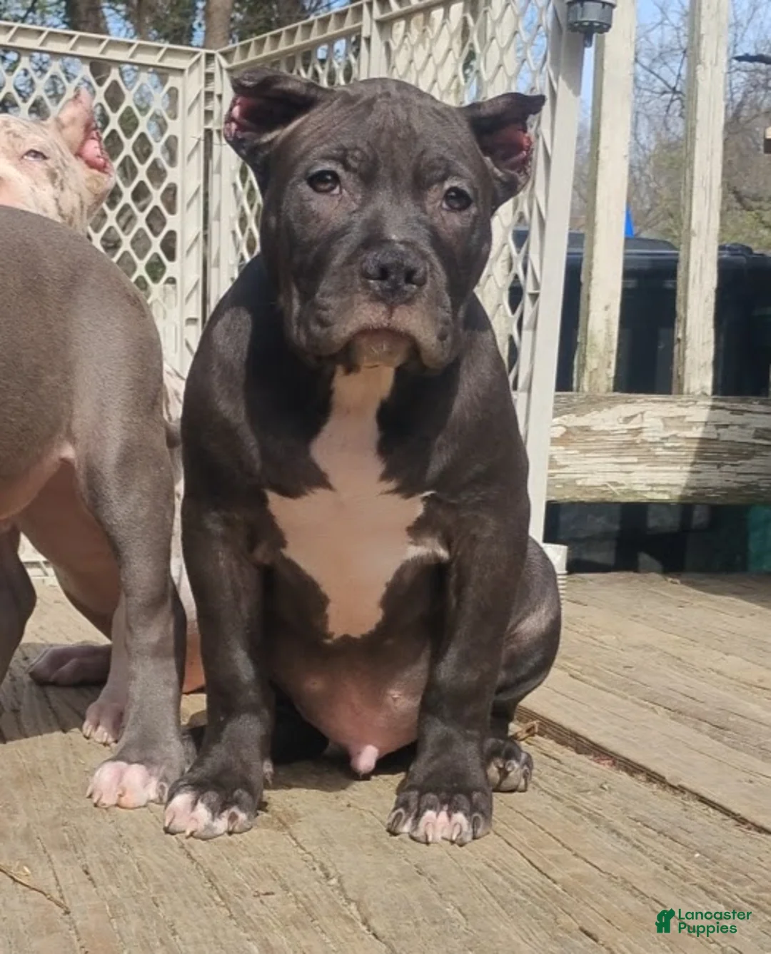 American Bully dogs for sale: American Bully Puppy 1 - Ad 17
