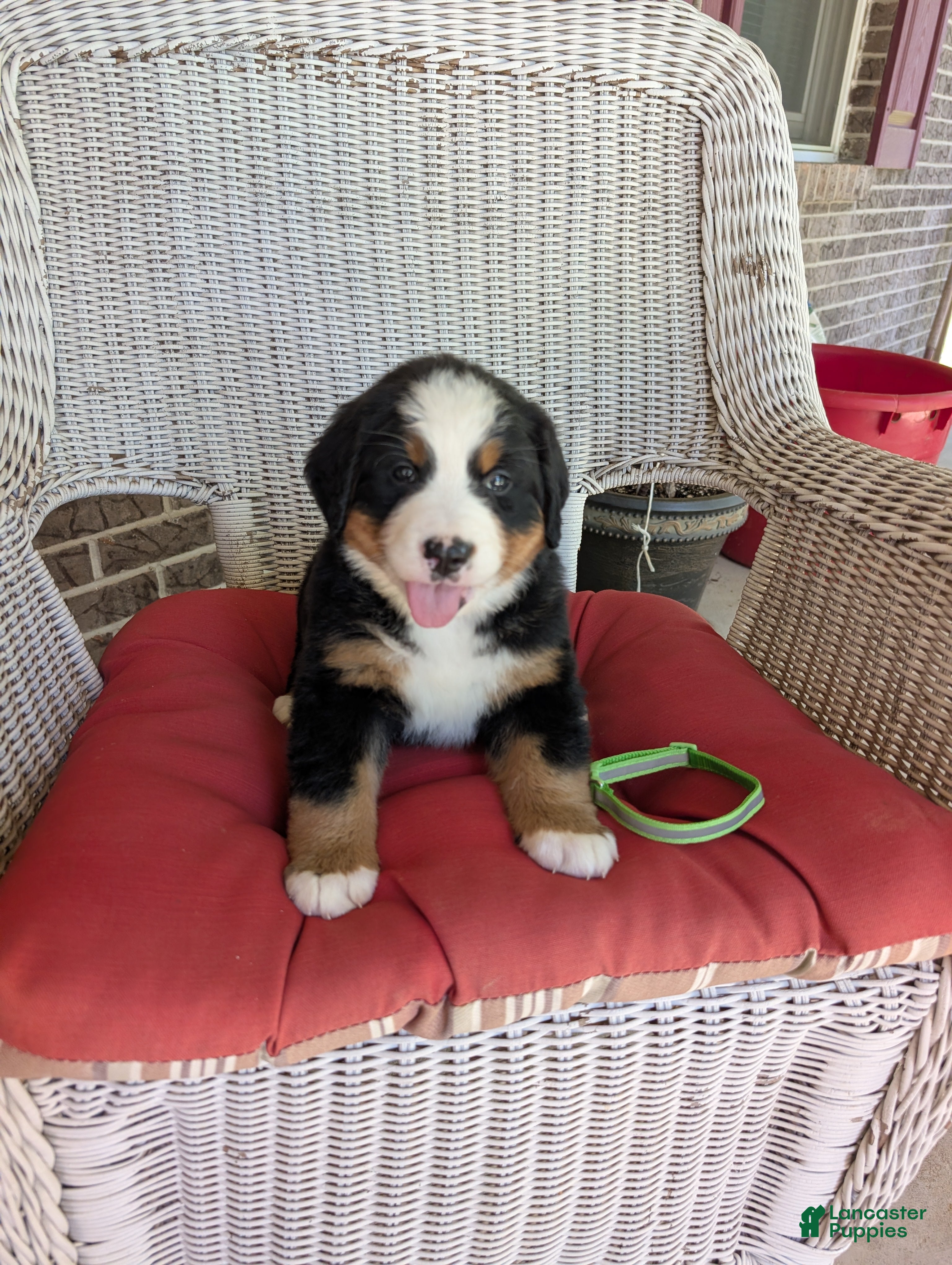 Bernese Mountain Dog dogs Snow White - Ad 1