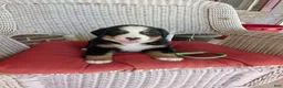 Bernese Mountain Dog dogs for sale: Snow White - Ad 1