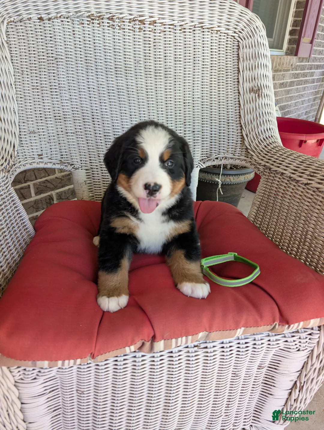 Bernese Mountain Dog dogs for sale: Snow White - Ad 1
