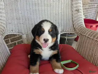 Bernese Mountain Dog dogs for sale: Snow White - Ad 2