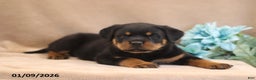 Rottweiler dogs for sale: Toby - Ad 4