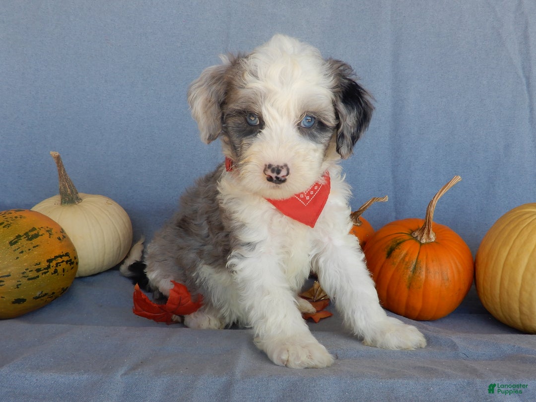 Sheepadoodle dogs for sale: Panda (medium) - Ad 28