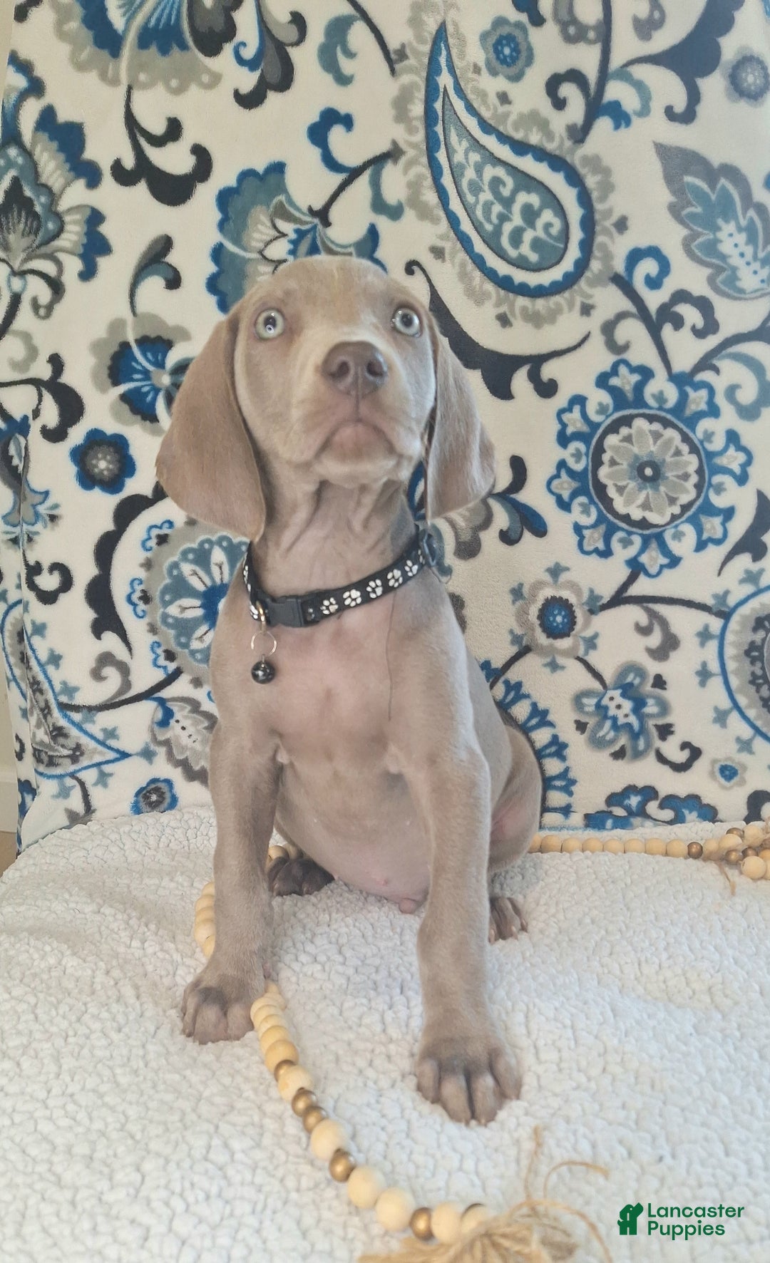 Weimaraner dogs for sale: Piper - Ad 25