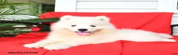 Samoyed dogs for sale: Laura - Ad 3