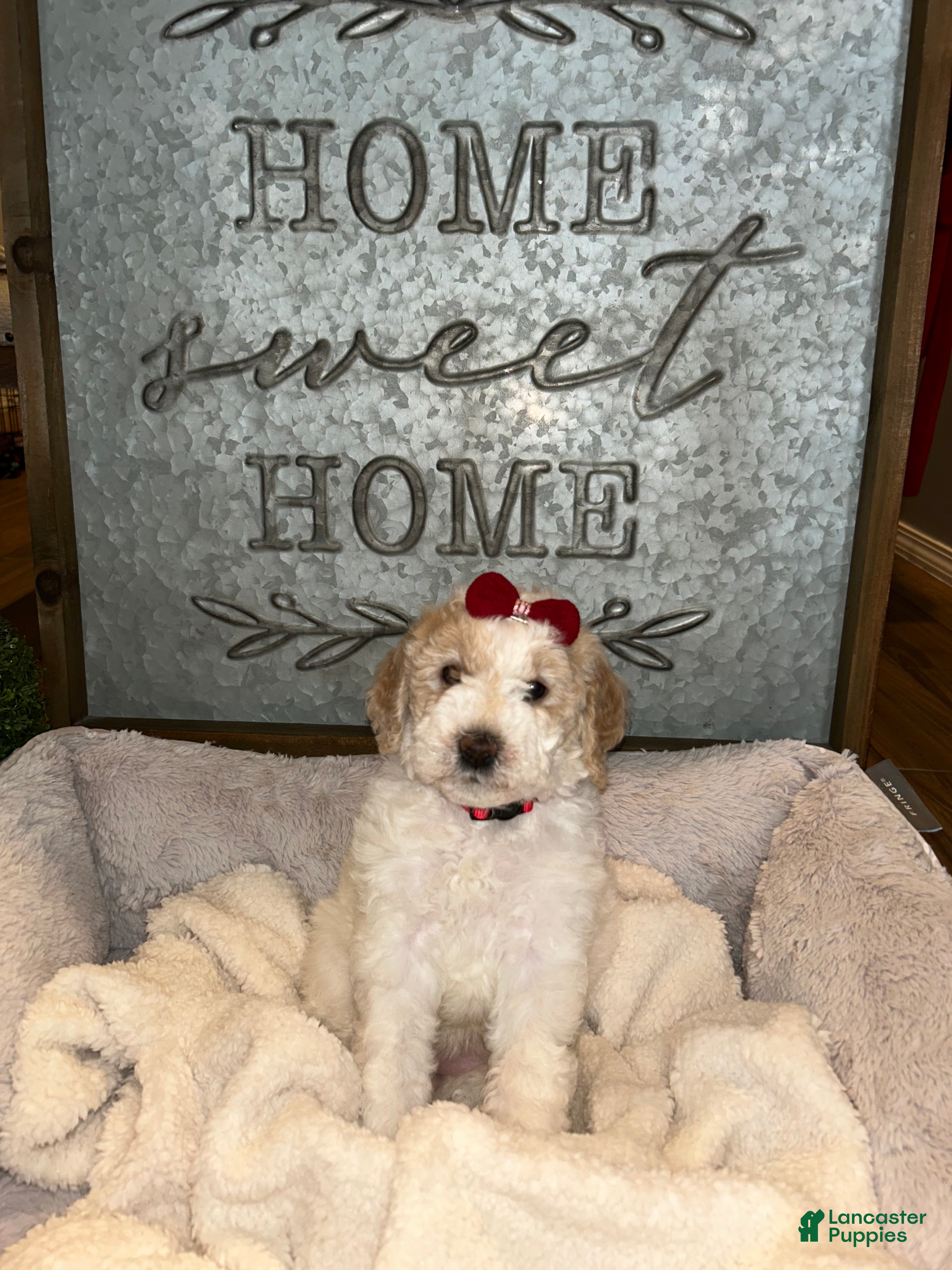 Mini Goldendoodle dogs Willow - Ad 21
