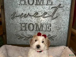 Mini Goldendoodle dogs Willow - Ad 3