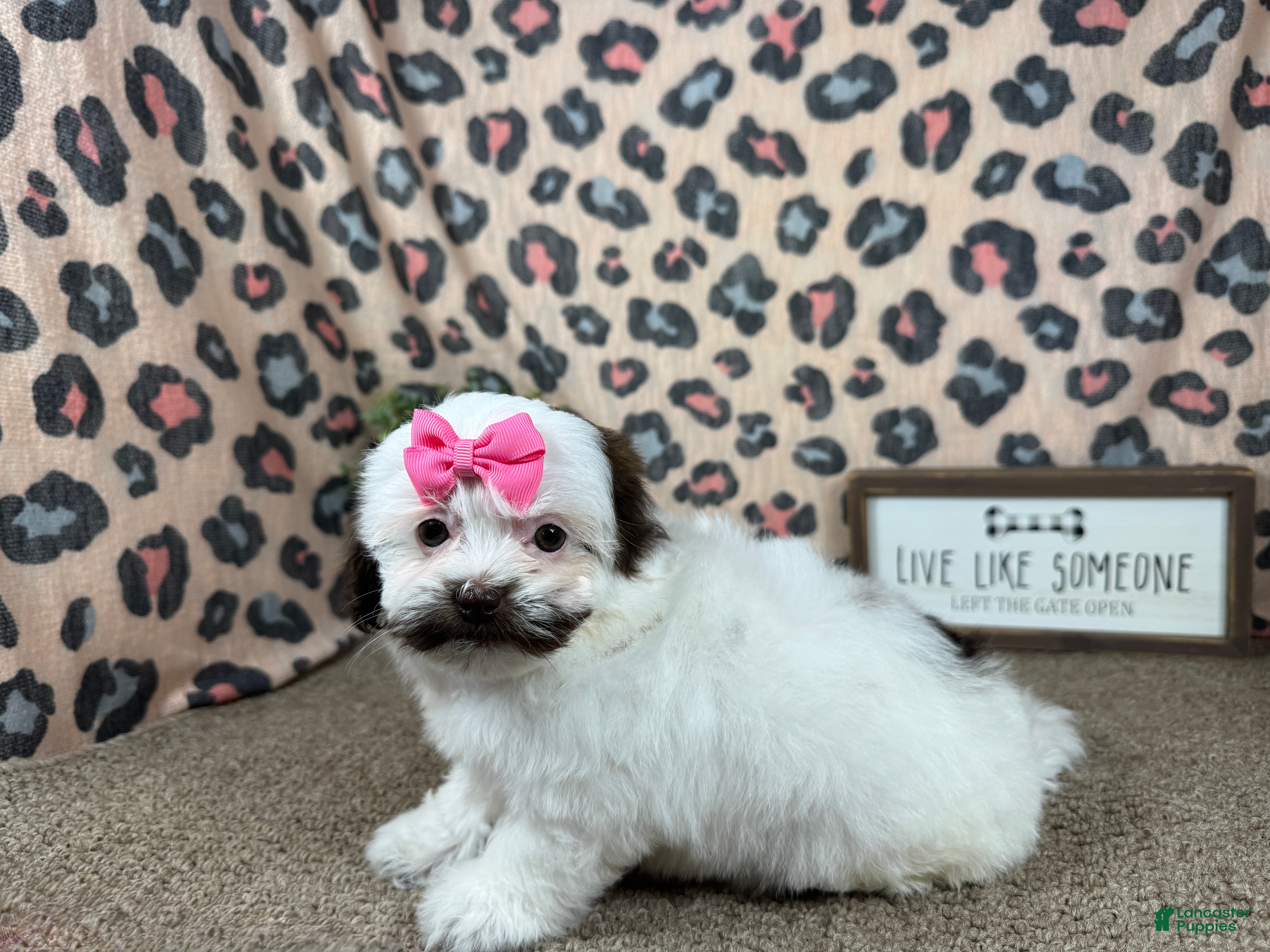 Shihpoo dogs Shihpoo 4 - Ad 13