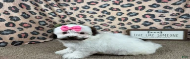 Shihpoo 4