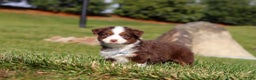 Miniature Australian Shepherd dogs for sale: Rudolph - Ad 9