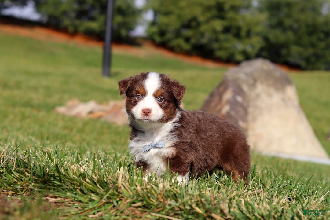 Miniature Australian Shepherd dogs for sale: Rudolph - Ad 9