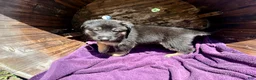 German Shepherd dogs for sale: May - Ad 15