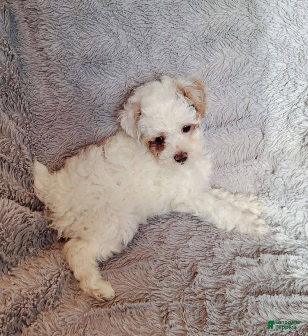 Miniature Poodle dogs for sale: Echo  - Ad 6