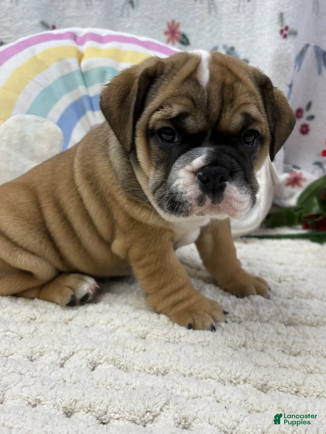 English Bulldog dogs for sale: Lottie - Ad 1