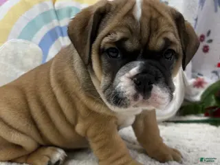 English Bulldog dogs for sale: Lottie - Ad 1