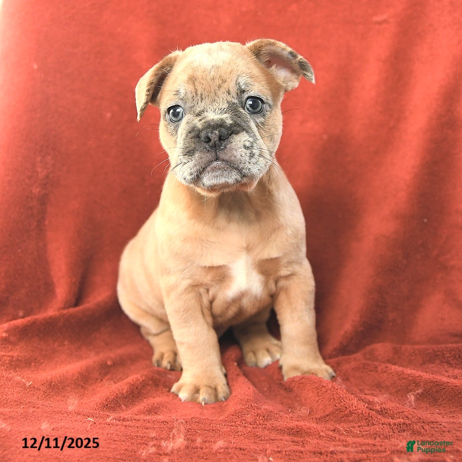 French Bulldog dogs Archie - Ad 11
