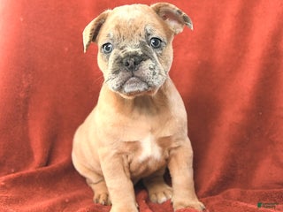 French Bulldog dogs Archie - Ad 22