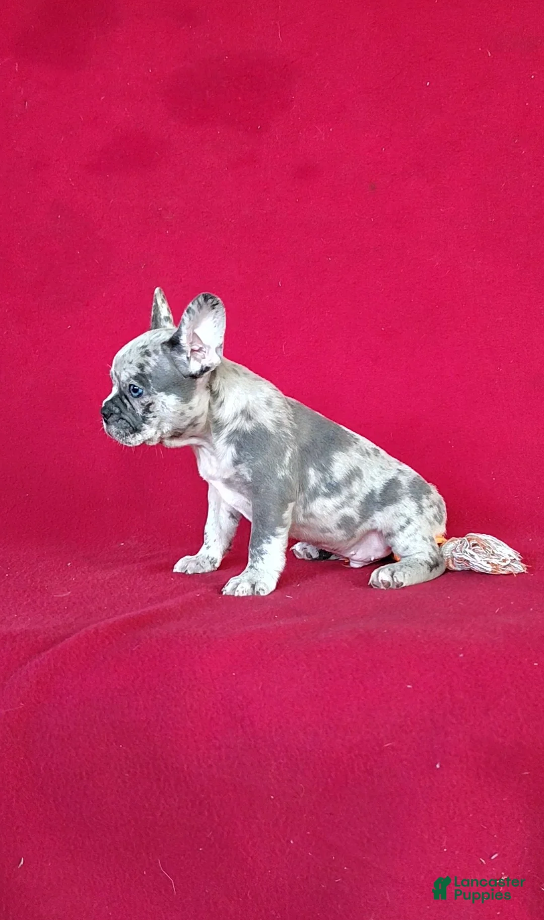 Frenchton dogs for sale: Brock - Ad 2