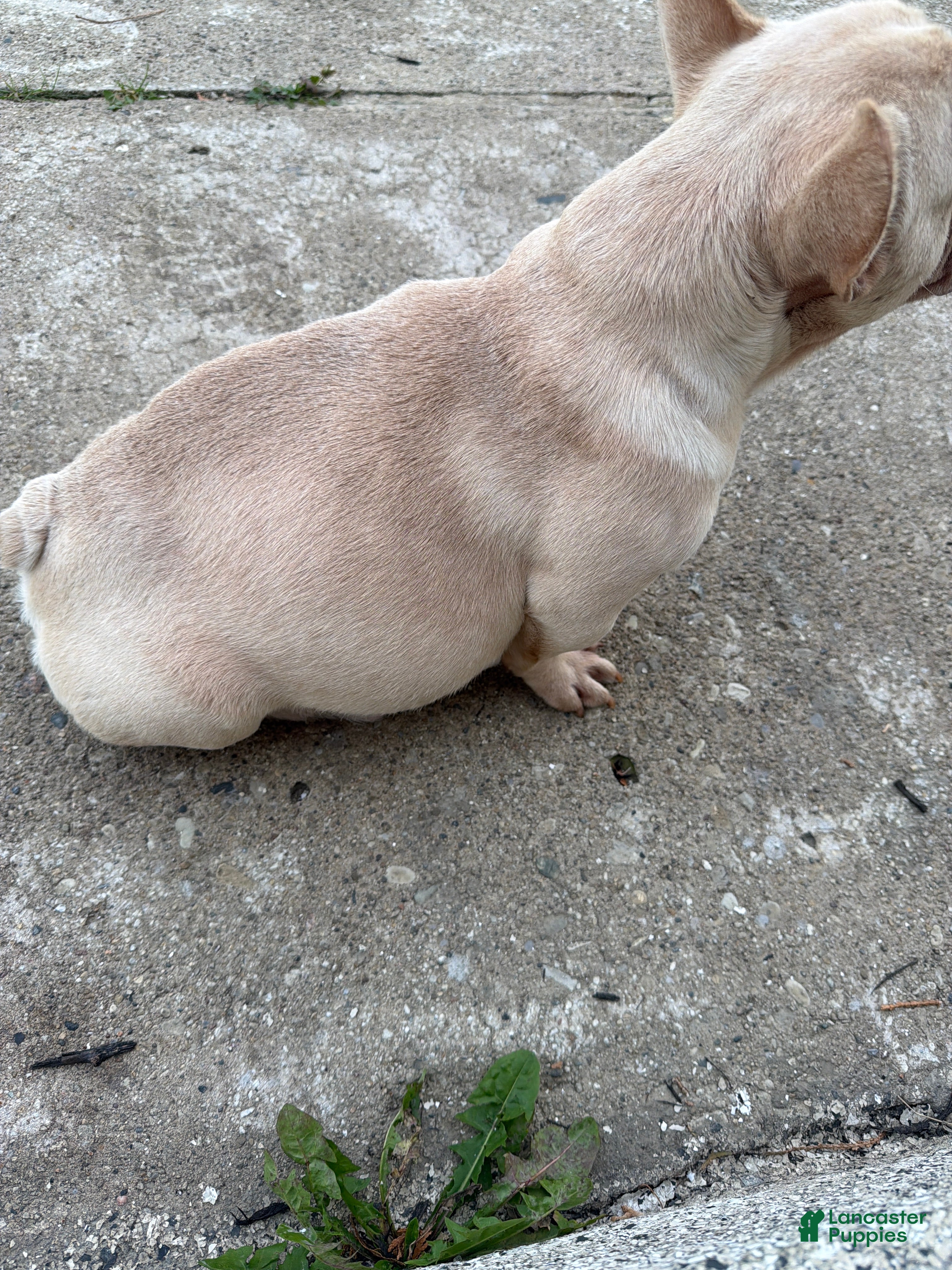 French Bulldog dogs for sale: French Bulldog 2 - Ad 4