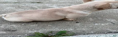 French Bulldog 2