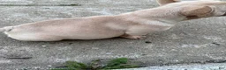 French Bulldog dogs for sale: French Bulldog 2 - Ad 1