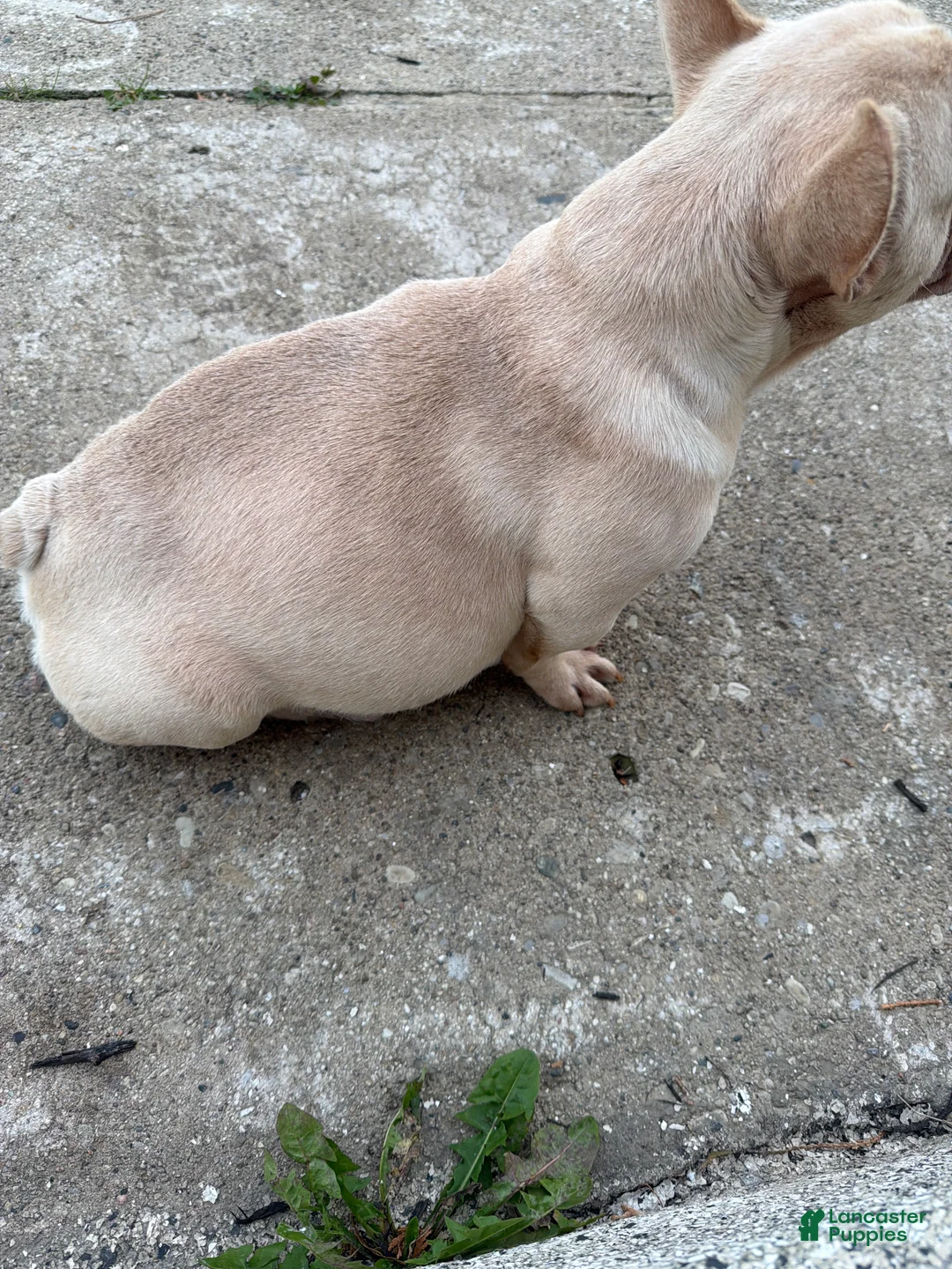 French Bulldog dogs for sale: French Bulldog 2 - Ad 1