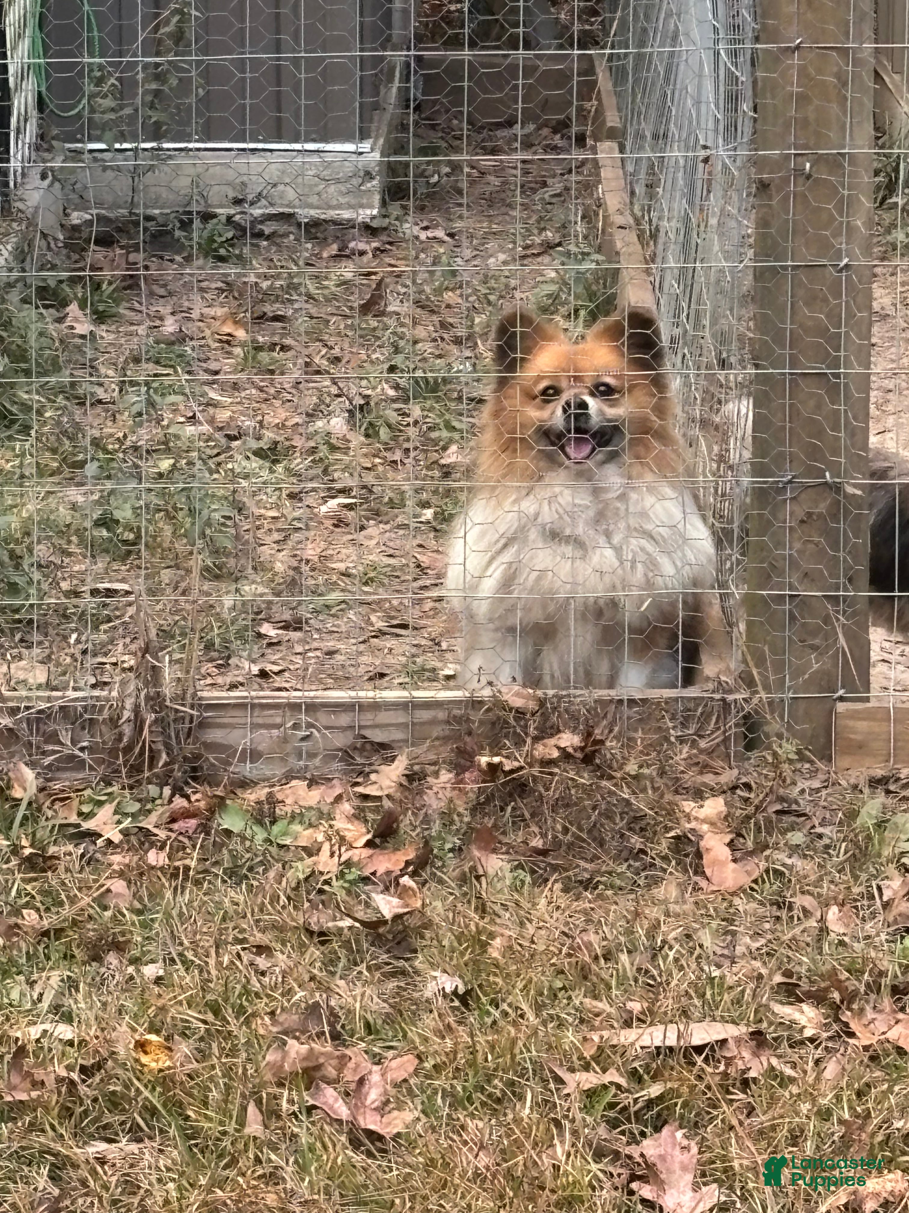 Pomeranian dogs Pomeranian Puppy 1 - Ad 13