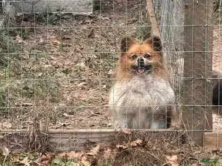 Pomeranian dogs Pomeranian Puppy 1 - Ad 13