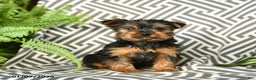 Yorkshire Terrier dogs for sale: Kruz - Ad 1