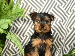 Yorkshire Terrier dogs Kruz - Ad 36
