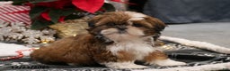 Shih Tzu dogs for sale: Carol - Ad 1