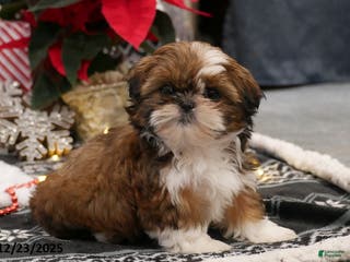 Shih Tzu dogs Carol - Ad 21