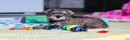 Miniature Schnauzer dogs for sale: Josie - Ad 8