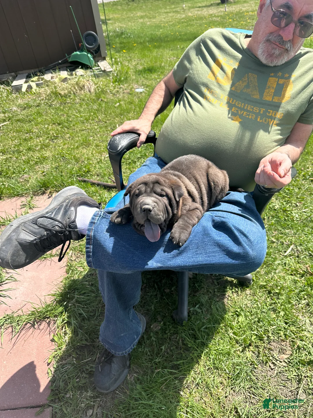 Shar Pei dogs for sale: Shar Pei Puppy 2 - Ad 1